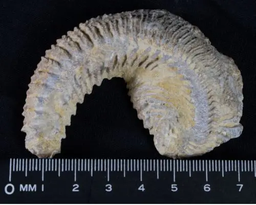 Карнината ископаемый устричный Мадагаскар 90 миллионов лет|fossil|fossil fossilscretaceous fossils
