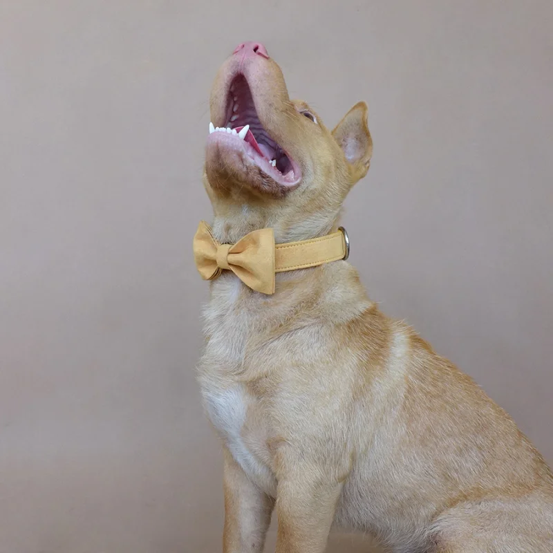 Собачий ошейник MUTTCO Гибкий Желтый индивидуальный поводок для дрессировки 5