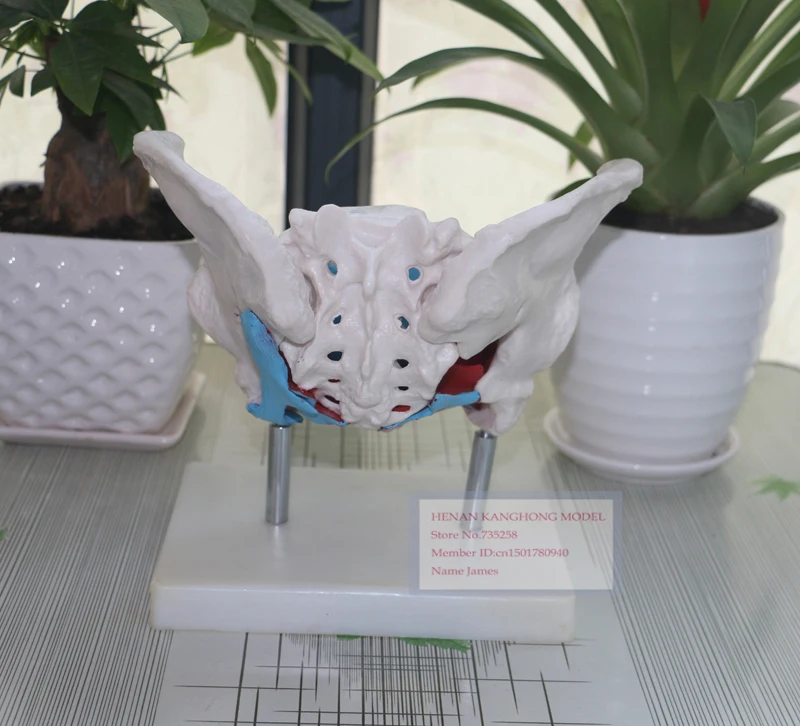 Модель женского таза Женский таз с моделью тазового модель анатомии | Канцтовары