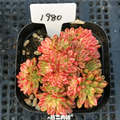 1 cluster live succulent and cactus &quot Aeonium sedifolius Variegated Cuttings Different plants real plant FREE SHIPPING | Дом и сад