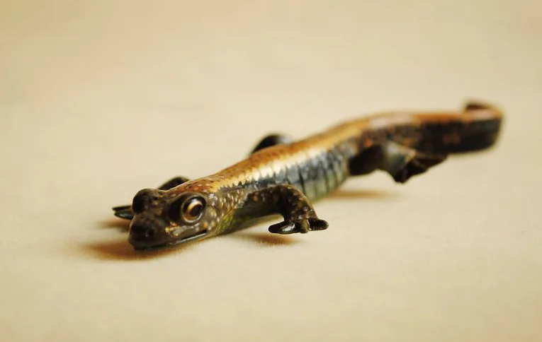 Оригинальная японская Подлинная Статуэтка дикого животного гигантский salamander