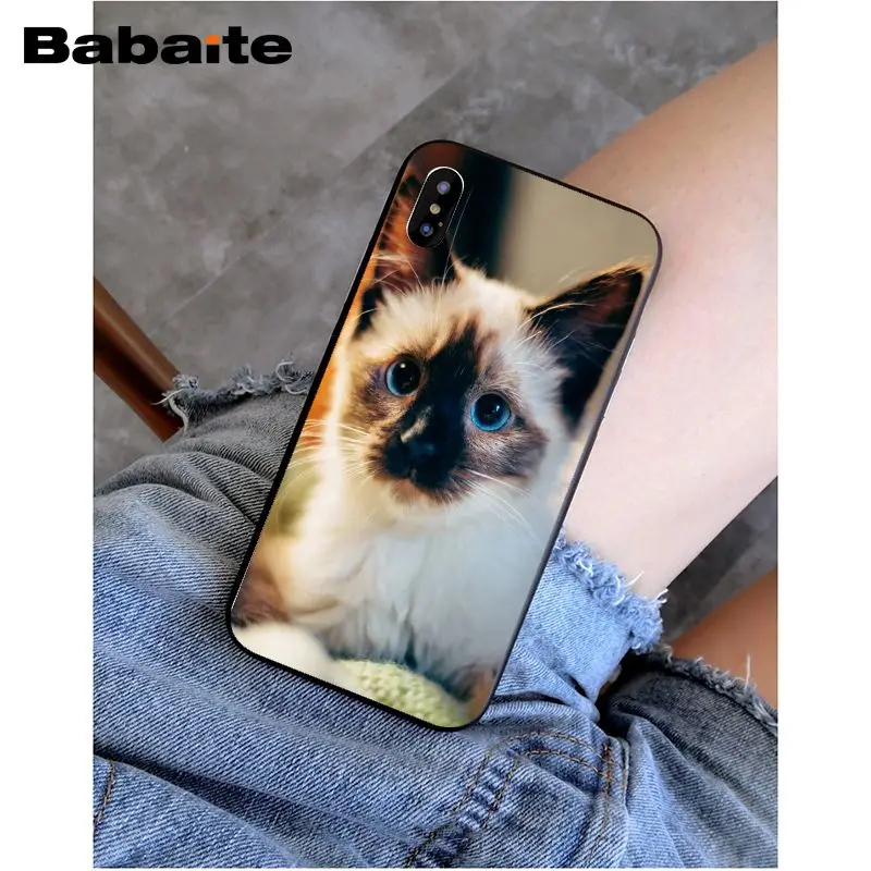Babaite сиамская кошка красивый чехол для телефона iphone 8 8plus и 7 7plus 6s Plus 6 плюс 5s