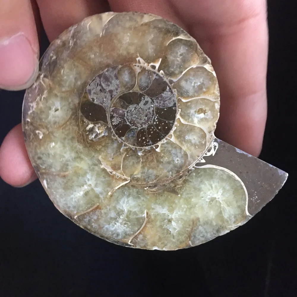 Кухонные аксессуары целебные камни 77 г окаменелости аммония украшение из