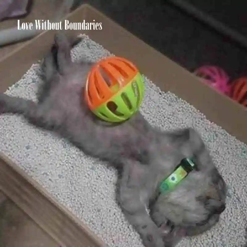 Прямая продажа с фабрики простая упаковка низкая пыль песок для кошек дезодорант