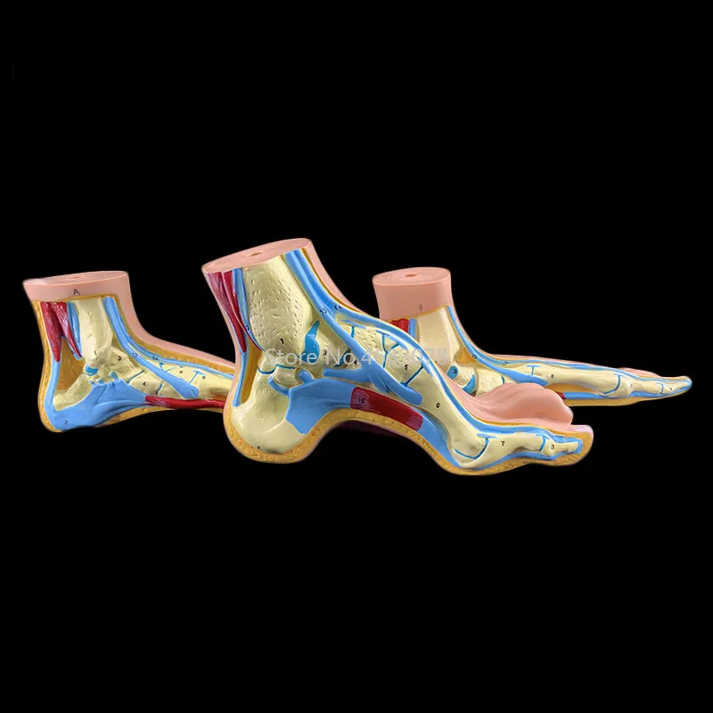 3 шт./компл. модель человеческих ног пальмовых мышц обычная нога плоскостопие лук