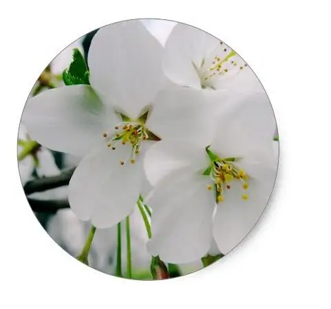 

1.5inch Cherry Blossoms 4 Sticker