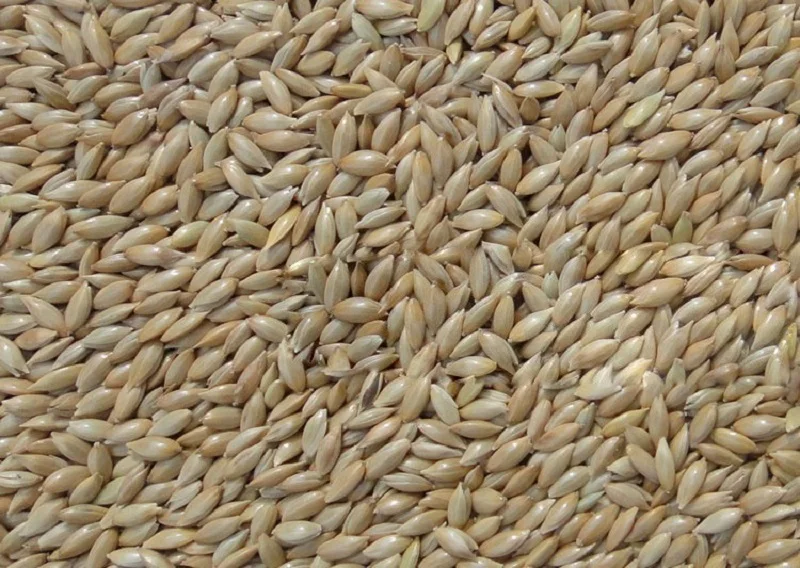 Новинка корм для птиц импортные семена канарский белый наконечник семян пса Yau Tsim