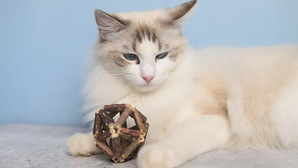 Игрушки для кошек Matatabi игрушки палочки с мячом кошачьей Мячи органическое натуральное растение Matatabi Silvervine кошка чистка зубов жевательная игрушка