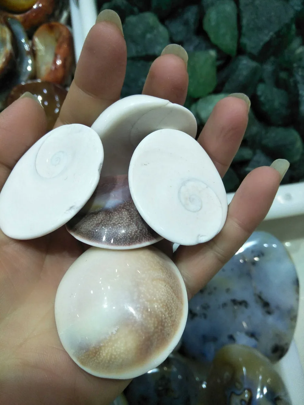 

1/4lb Natural seashell specimens healing