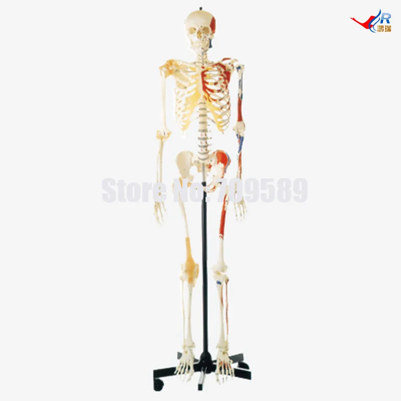 

Human Skeleton with One-side Painted Muscles(Male), PVC education skeleton