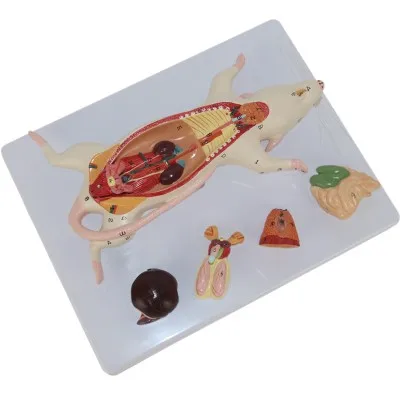 

Mice Anatomical Model Mouse models of internal organs free shipping