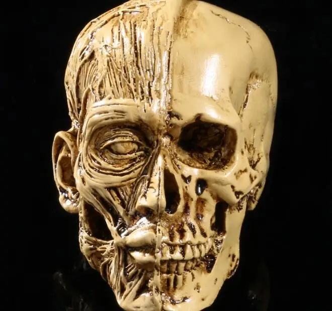 Художественная модель черепа из полимера высокоточная для домашнего декора |