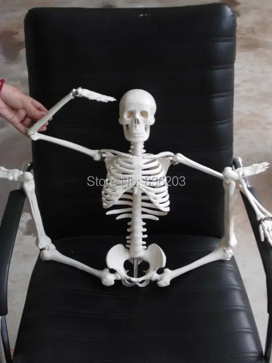 Скелет человека анатомический размер 85 см 33 5 дюйма Размер|human skeleton anatomical model|model