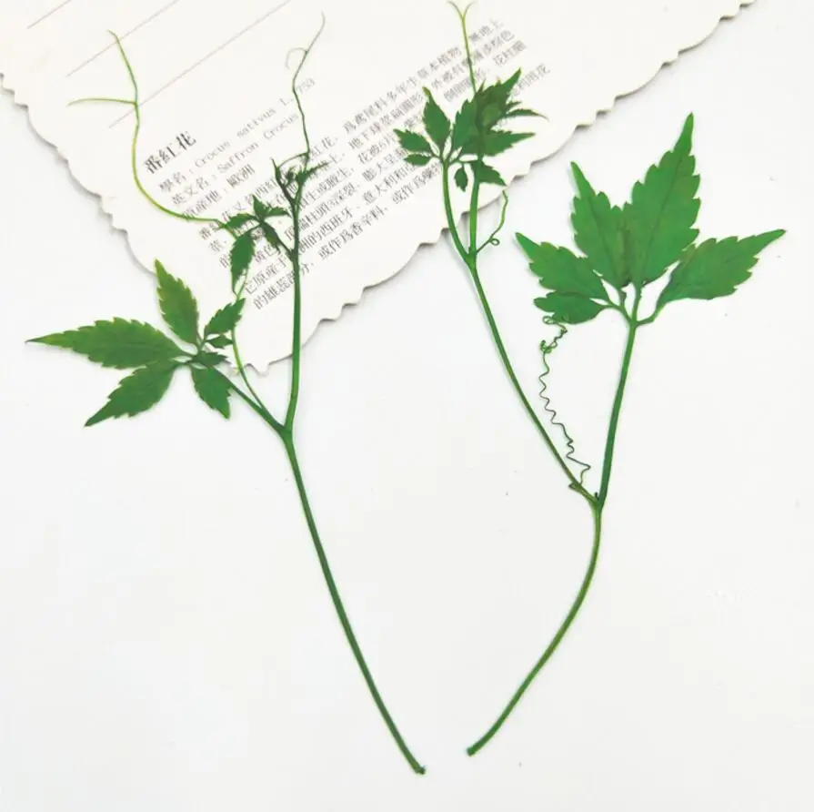 Высушенные искусственные листья Hemsleya Amabilis 11 13 см 60 шт.|Искусственные и сухие