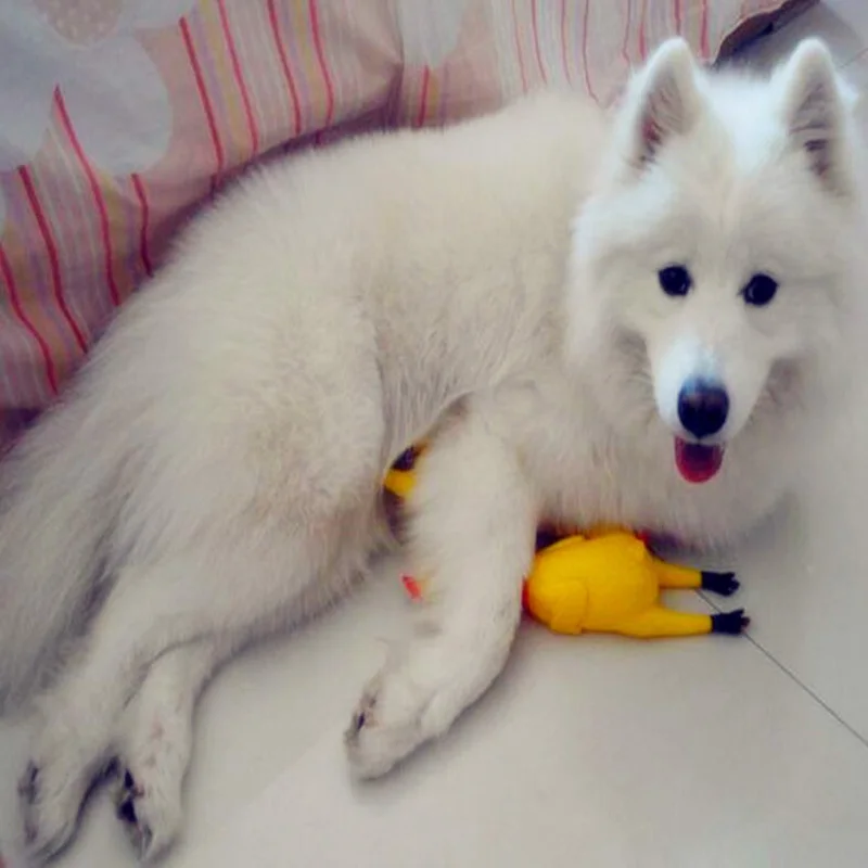 Новая Желтая резиновая игрушка для собак 32 см|novelty chicken|toy funsquawking rubber chicken |