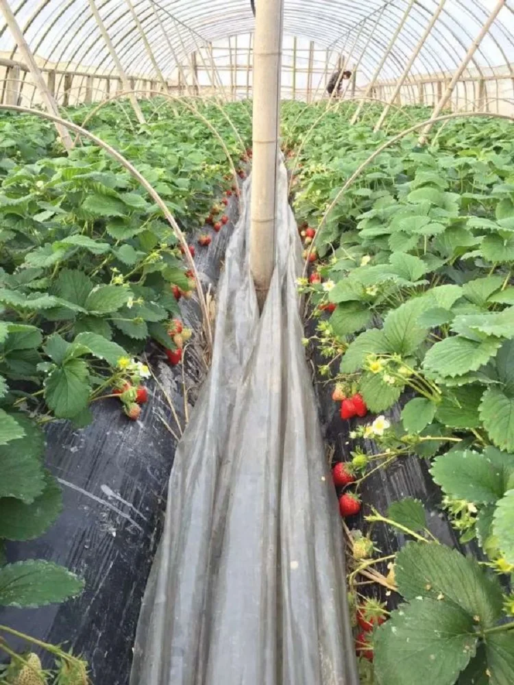 Черная сельскохозяйственная пленка клубника ПЭ Садовый цветок теплица