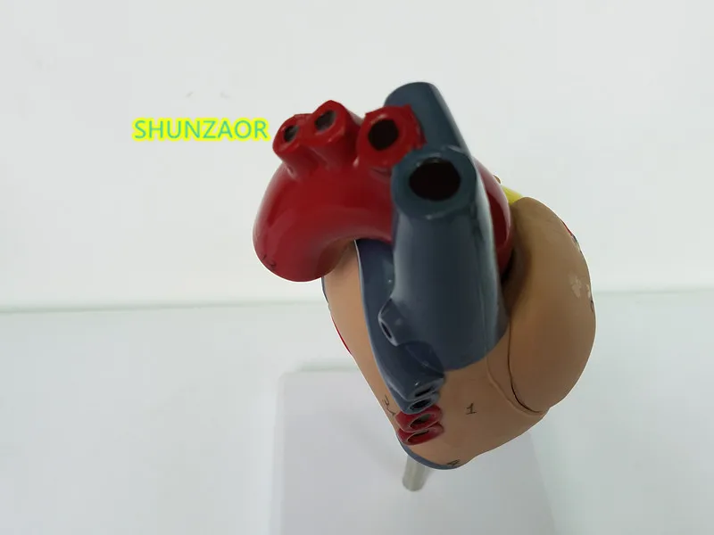 1:1 анатомическая Анатомия сердца внутренние органы медицина модель органа Emulational