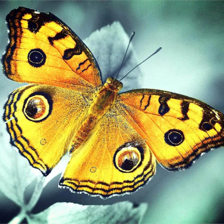 Butterfly 21 Бабочка цветы животное Новое поступление DIY Кристалл полная дрель квадратная 5D алмазная живопись Набор для вышивки крестом мозаика круглые стразы - Цвет: Butterfly 21