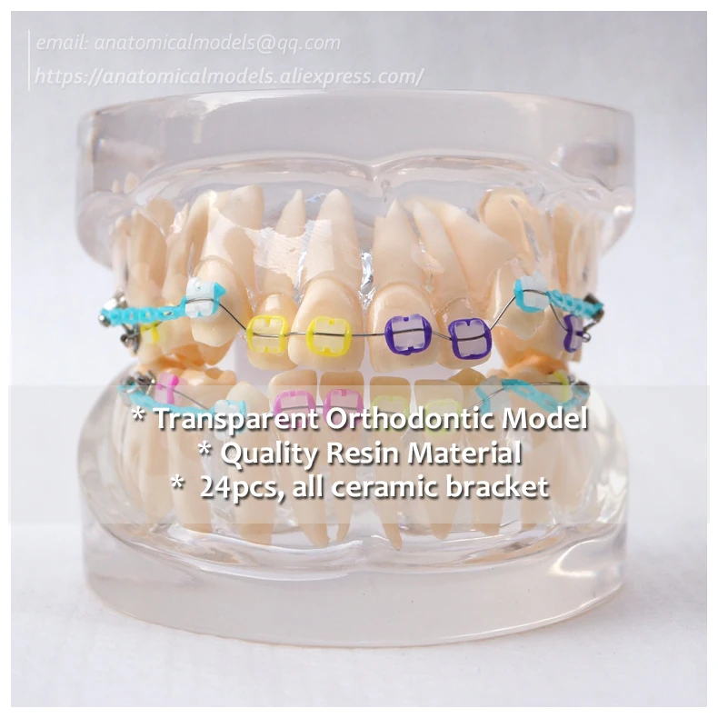DH/13022 прозрачная Ортодонтическая модель 24 зуба резинка стоматологическая