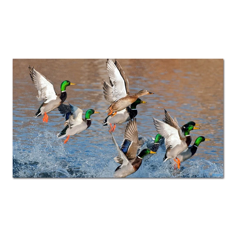 Картина на холсте дикая утка постеры с животными и принты настенное искусство