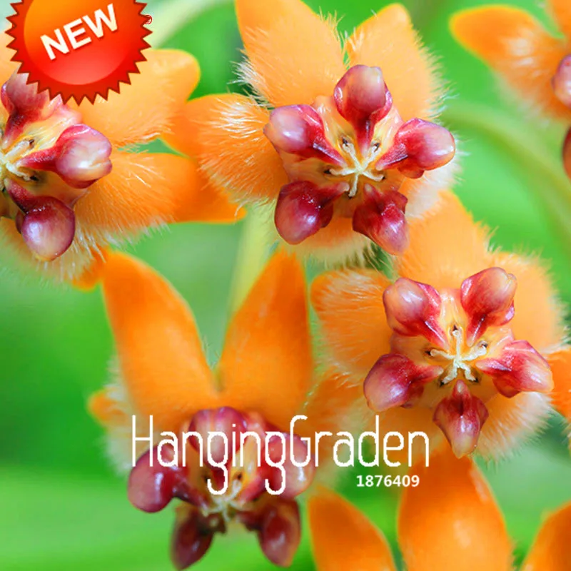 Лидер продаж! Балконная горшечная Роза Hoya Orchid bonsai цветок Carnosa растение для