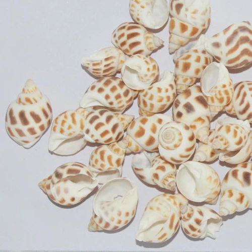 Натуральные конусы в горошек 2-3 см идея для аквариумов украшения аквариума и дома