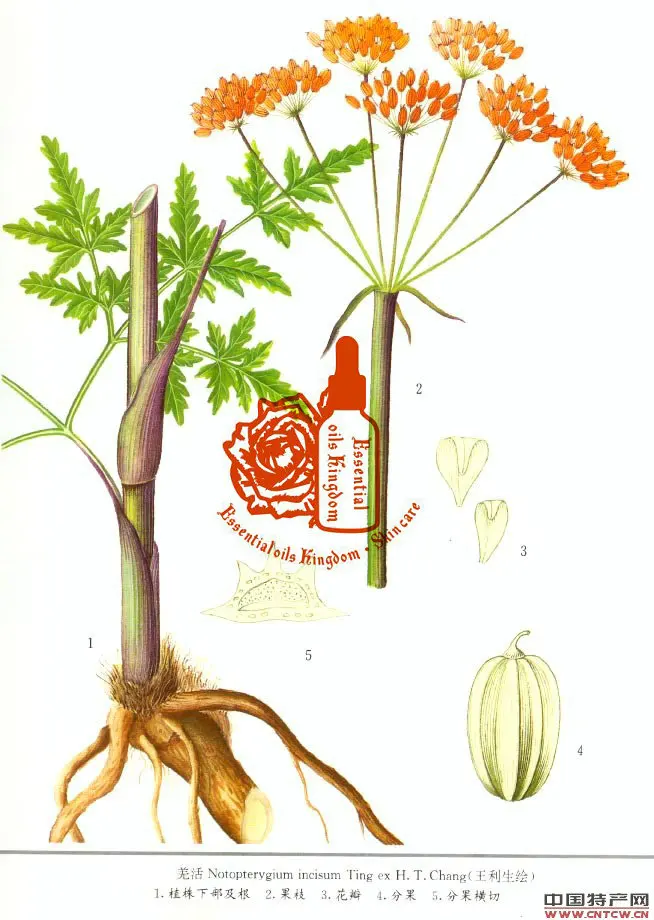 

100% Plant Material Extracts Radix Angelicae Dahuricae Extract Repair Moisturizing Whitening Skin Care Bai Zhi