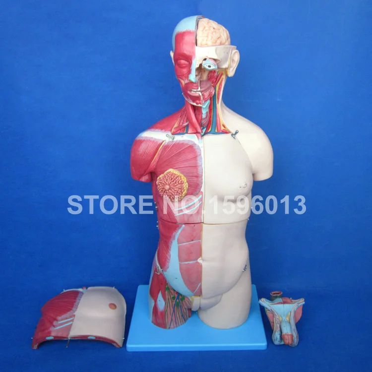 Dual Sex Torso Model with Open Back and Internal Organs 32 Parts Human model 333 Marks | Канцтовары для офиса и дома