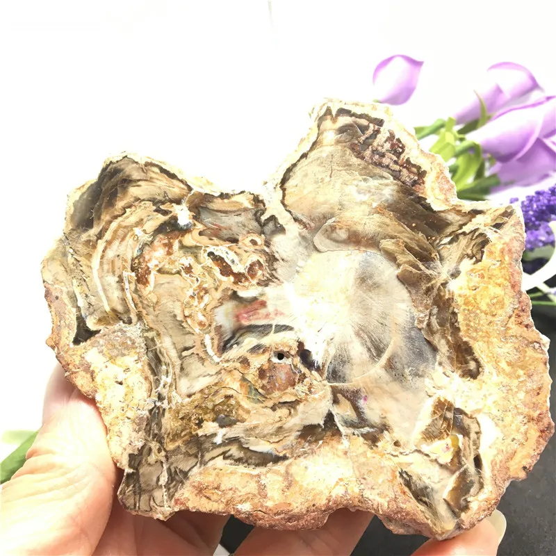 Натуральное дерево ископаемый камень образец деревянный Кристальный камни