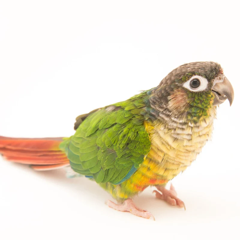 Green cheek conure Gingerain одежда с птицами попугай одежда маленький галстук ручной работы на заказ одежда с птицами свитер с капюшоном маленький галстук - Цвет: Green cheek conure
