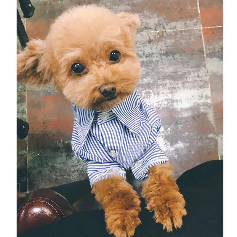 Рубашка с рисунком Собаки для маленьких собак в полоску чихуахуа хлопковая