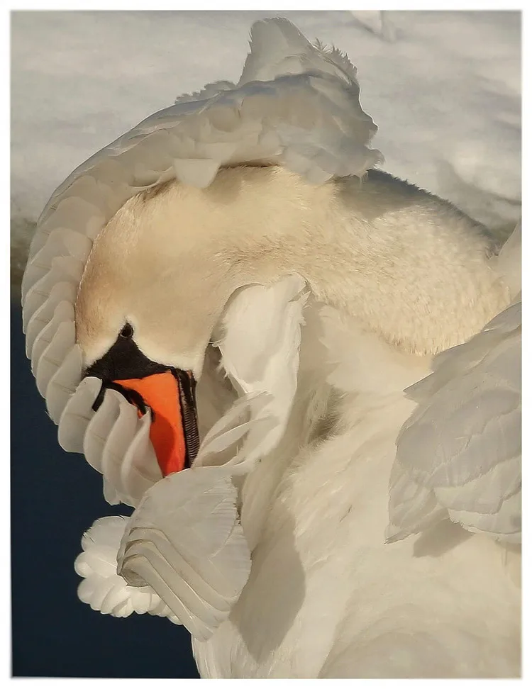 Алмазная картина Белый лебедь Стразы для украшения дома мозаика рукоделие