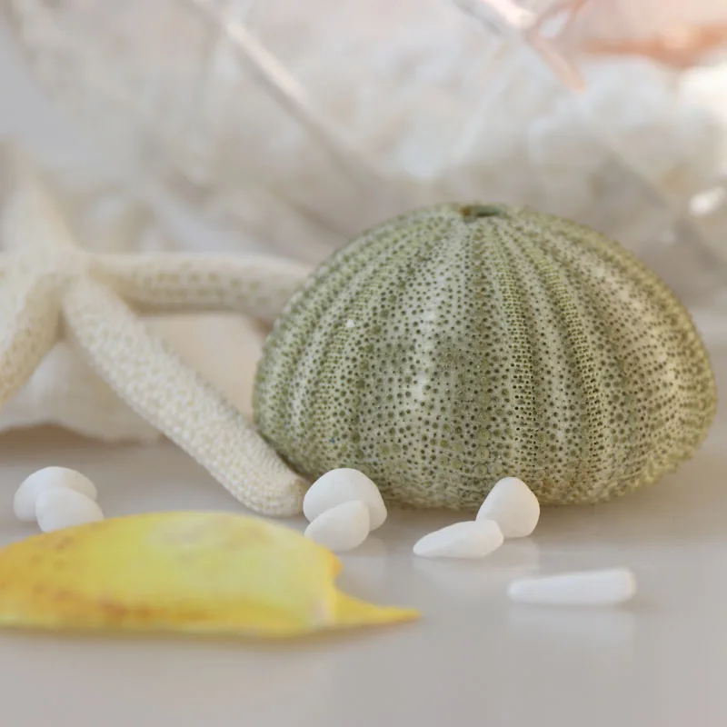 Бесплатная доставка (6 шт./лот) Зеленая морская урчина натуральная ракушка