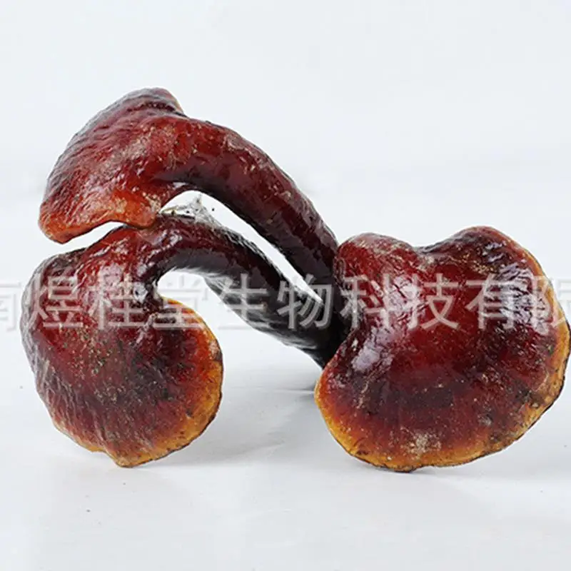 1000g Ganoderma Lucidum Dried Wild Red Lingzhi Reishi Mushrooms Chinese Natural Anti-cancer Health Care Medicine Herbal H2019-45 |