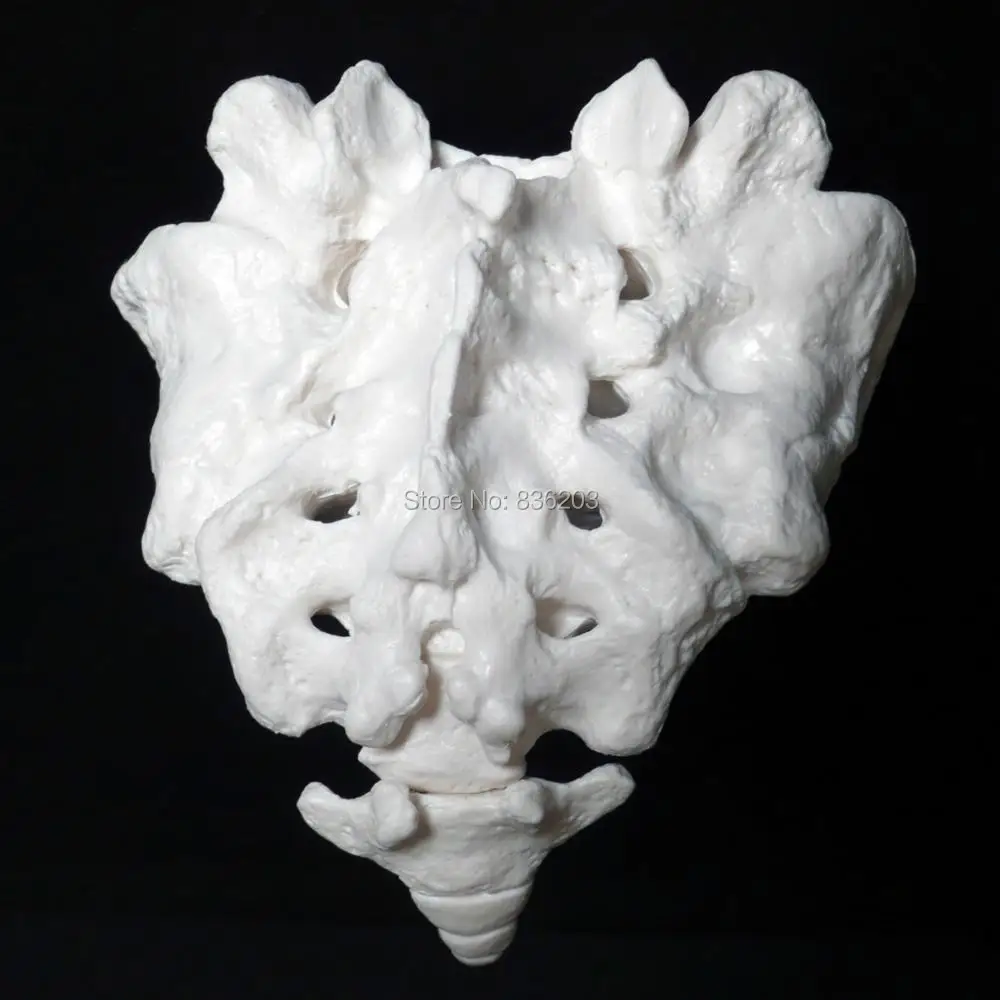 Анатомия человеческого черепа модель крестца человека с копчика 45 см Забавный