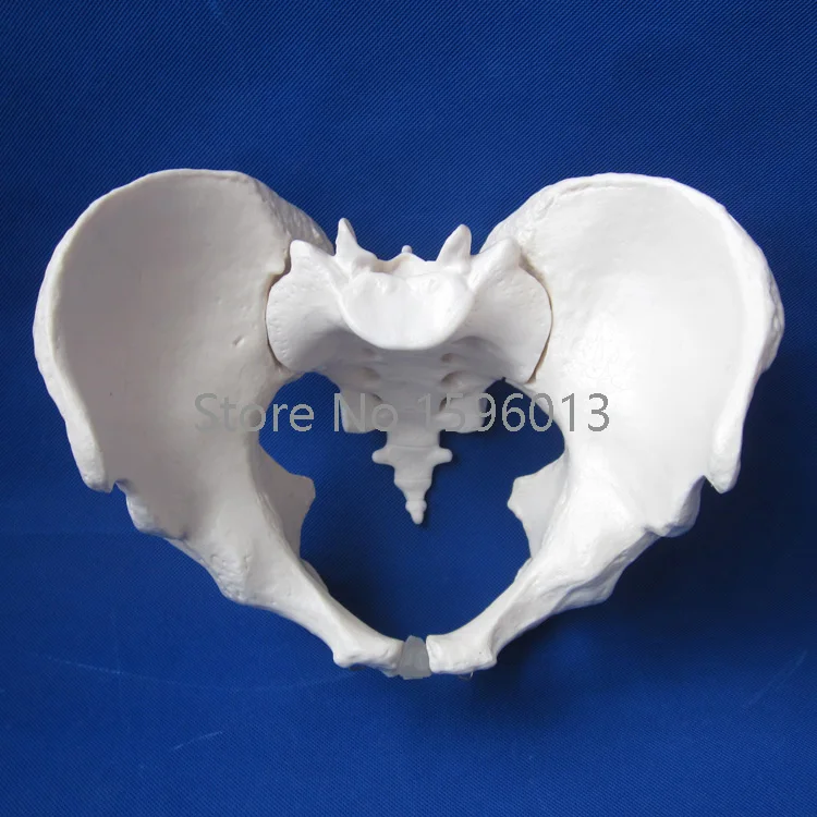 Горячая взрослая модель мужского таза человеческого | Канцтовары для офиса и