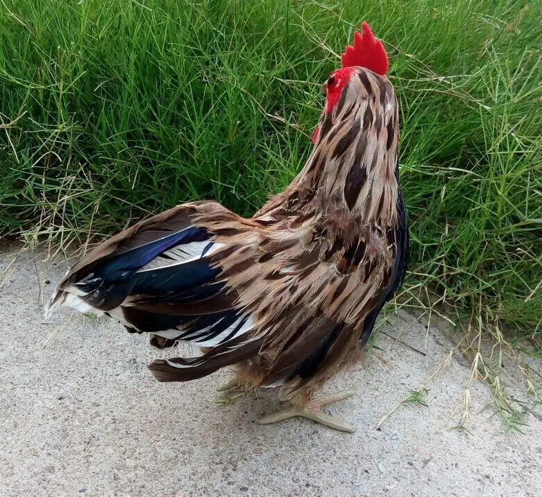 Размер пера большой кушетки декорация модель для фотосъемки|props|props photographyprops