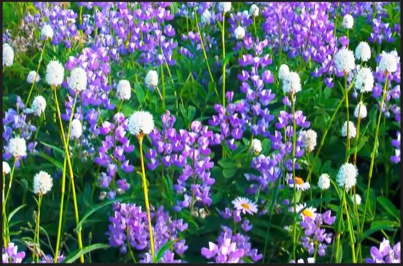 3D-обои WDBH на заказ фотография плато лаванда цветок море воздушный шар пейзаж