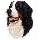 Новая мозаичная квадратная дрель Алмазная картина вышивка щенок Бернская горная собака бусы Вышивка крестом ручная работа наборы животных