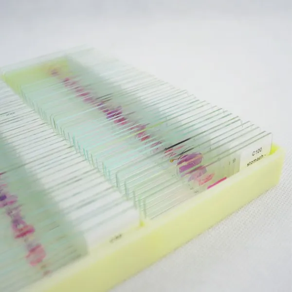 100 шт. подготовленные для образовательных тканей набор предметных стекол