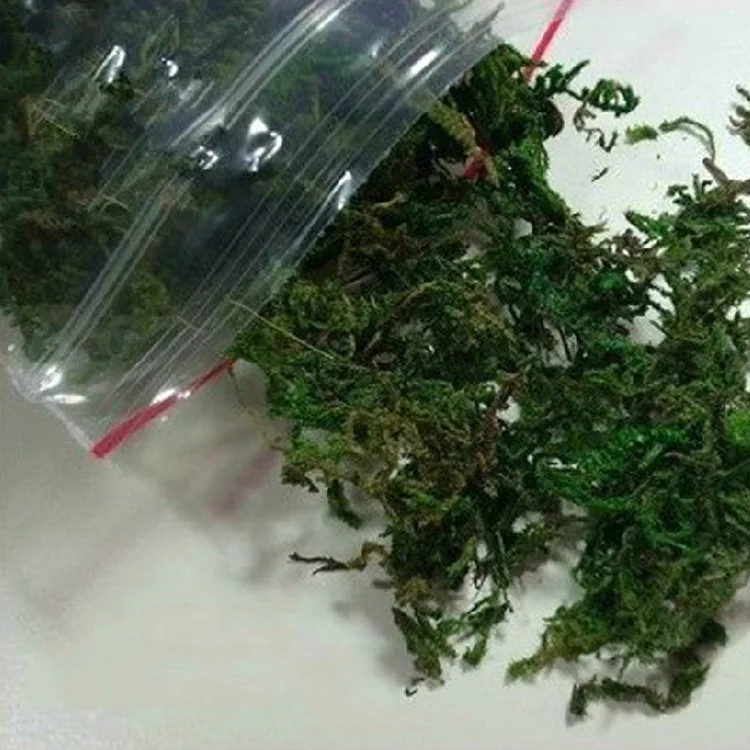 2Packs Moss (Sold in per package of 5g) For DIY jewelry making glass globe necklace Fairy Dust Bottles | Украшения и аксессуары