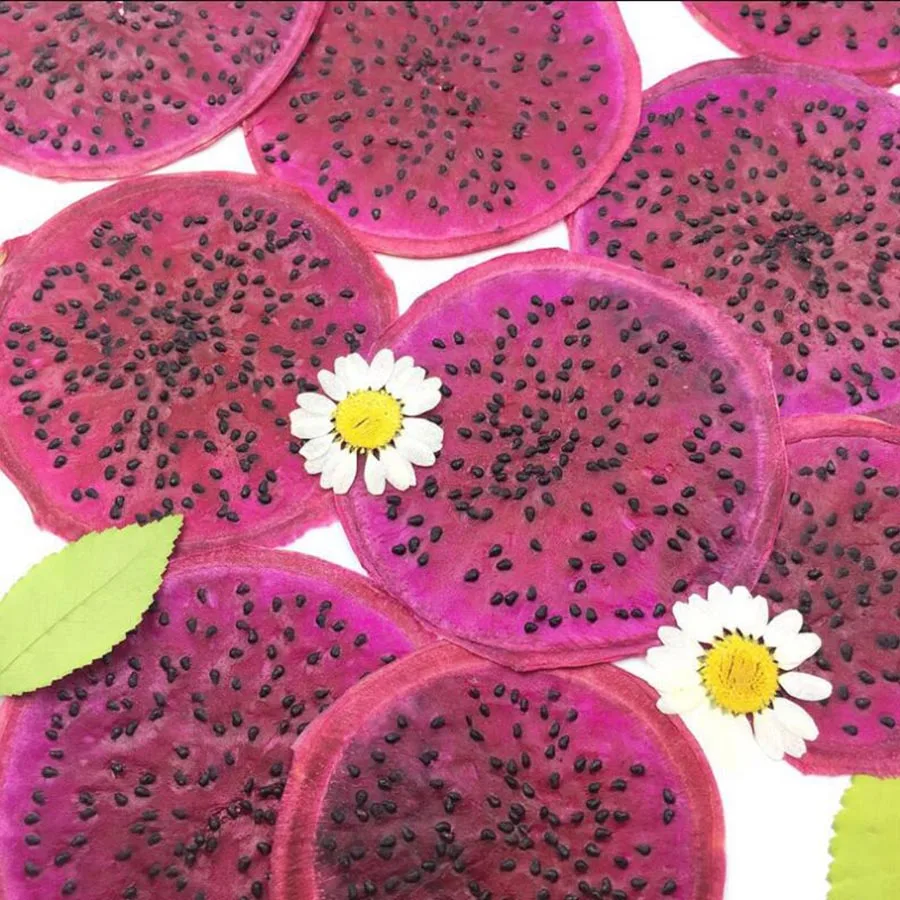 

5pcs Pressed Dried Hylocereus Undatus 'Foo-Lon' Slices Fruit Plant Herbarium For Jewelry Postcard Phone Case Bookmark Making