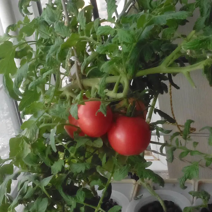 Три набора сделай сам система гидропоники для цветов и овощей без земли техника