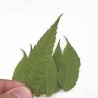 original torch leaf natural dried flowers raw material for candle decoration free shipment 120 pcs