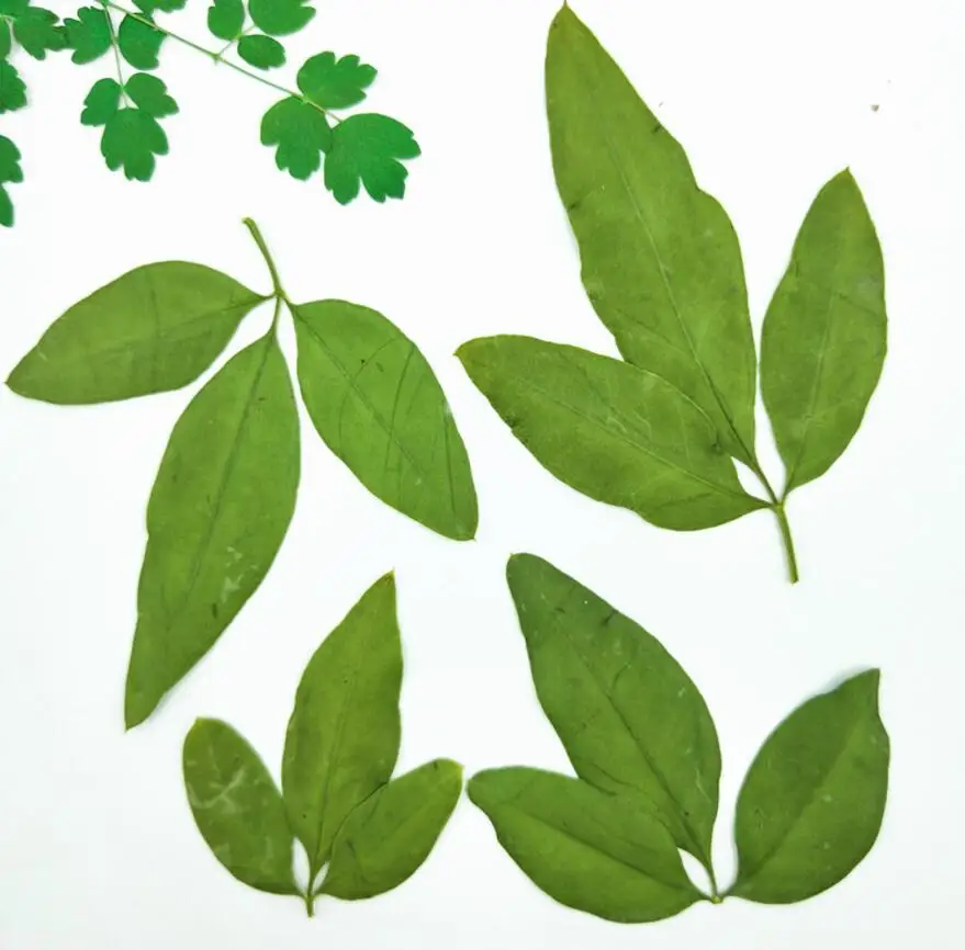 

120pcs Pressed Dried Flower Winter Jasmine Leaf Filler For Epoxy Resin Jewelry Making Postcard Frame Phone Case Craft DIY