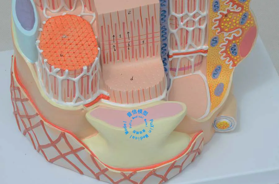 Бесплатная доставка модель скелетного мышечного волокна фибрирующей структуры