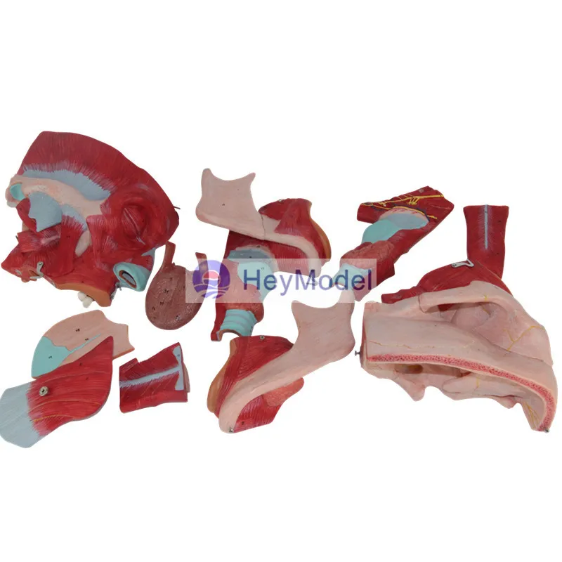 Назальная ротовая фармацевтическая ГОРЛОВАЯ модель HeyModel|anatomy model|anatomy muscleanatomy muscle