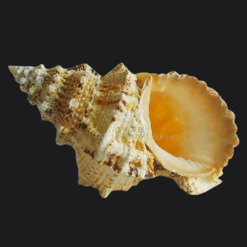 Натуральный шуруп из раковины большой 25 см для украшения свадьбы и дома|decorative