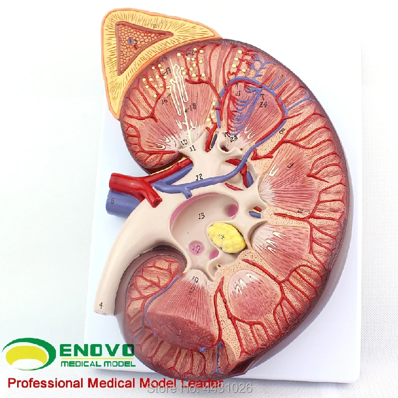 

ENOVO Anatomical adrenal model of the renal structure of the kidney