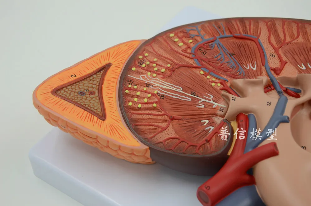 Бесплатная доставка и надпочечник модель почечной анатомии для урологического